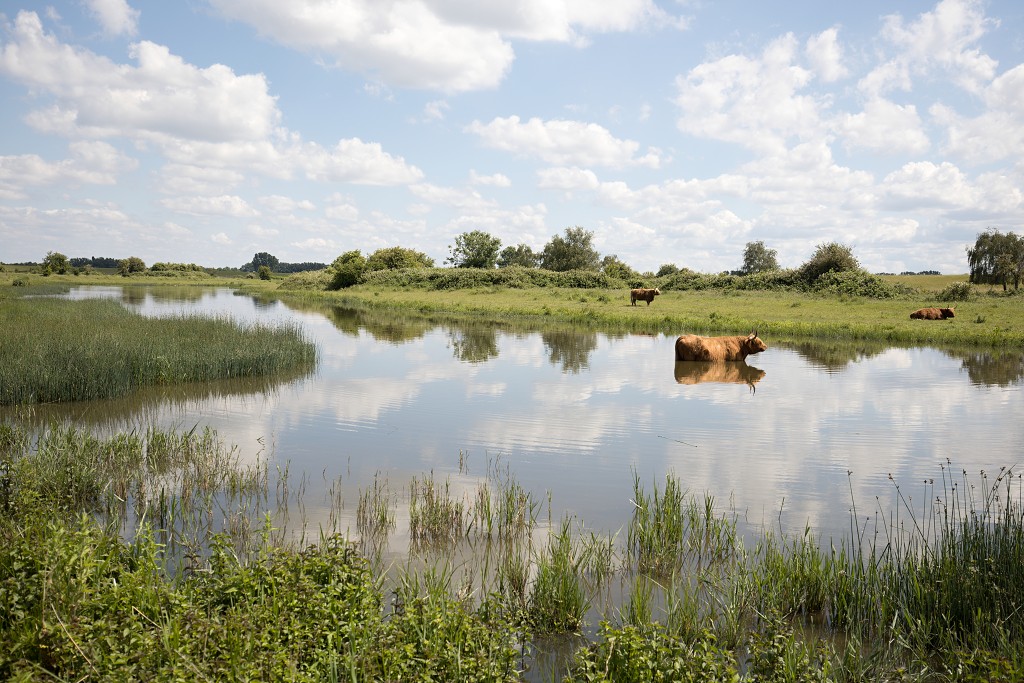 dintelse gorzen natuurgebied natuur natuurmonumenten schotse hooglanders brabant de heen landschap hdr